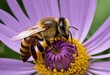 Nectar's Treasure: Exploring the Richness of Bee's Honey