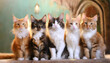 Funny many cats of various breeds and colors, looking expectantly at the camera.