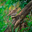 ptak drozd na gałęzi wśród zielonych zarośli