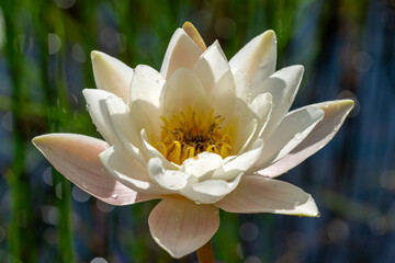 Canvas Print - Close up of one single white water lily in sunlight