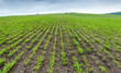 sparse rows of sugar beets in the field, weeds and grass, problems with the density of sowing