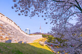 Fototapeta Tulipany - cherry tree in spring and Namsan Mountain with Namsan Tower in the background, Seoul. South Korea.