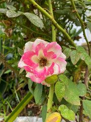 Pink and white rose at garden