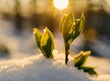 Green plants growing from snow. End of winter concept. Beginning of spring concept.
