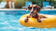 A Dachshund dog in an inflatable ring on the pool for a summer vacation concept.