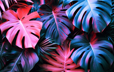 Wall Mural - lush monstera leaves with vibrant pink and blue hues. botanical art. generative ai