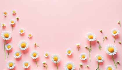 Wall Mural - Daisy blossoms spread on a pastel pink canvas. Nature's simplicity. Generative AI