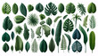 A variety of tropical leaves, each with distinct shapes and rich green hues, arranged against a white background
