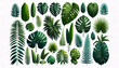 A variety of tropical leaves, each with distinct shapes and rich green hues and arranged against a white background