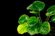 Exotic aquarium plant of Anubias Nana Coin isolated on black background with clipping path