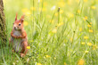 Cute and shy squirrel standing next to the tree trunk in the green grass with the yellow flowers