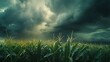 a realistic depiction of a corn field amidst a storm using AI, showcasing the resilience of the crops against the backdrop of a threatening sky attractive look