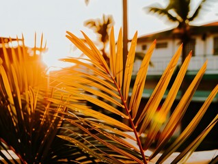 Poster - palm tree on sunset background