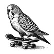 budgerigar parrot on a skateboard funny illustration