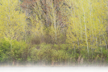 Wall Mural -  Foggy spring landscape of aspens, Hall Lake, Yankee Springs State Park, Michigan, USA
