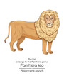 The lion belongs to the Panthera genus and first appeared in the Pleistocene epoch.
