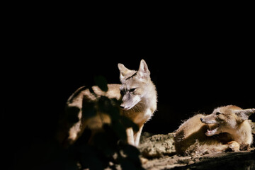 Wall Mural - Adorable couple of corsac fox in the middle of forest. Vulpes corsac.	
