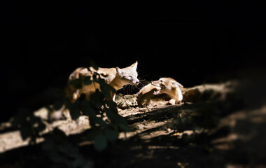 Wall Mural - Adorable couple of corsac fox in the middle of forest. Vulpes corsac.	
