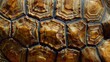 © Muhammad - A close-up of tortoise shell texture, showing the unique patterns and colors of the shell plates. The texture is highly detailed, with a focus on the intricate lines and natural hues.
