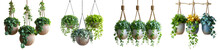 Collection Of Hanging Plants With Pots And Stylish Leaves In White With Cutout Object And Transparent Background