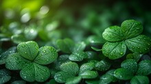   Four-leaf Clovers, Each Adorned With Water Droplets And Verdant Leaves, Occupy The Foreground Background Softly Blurred