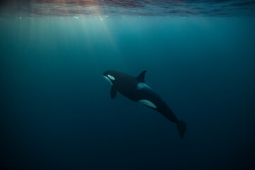 Orca (killer whale) swimming and looking up towards a flash of sunlight in the dark blue waters near Tromso, Norway.