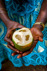 Wall Mural - Woman holding palmyra palm tree fruit in Thiaoune, Senegal