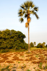 Wall Mural - Harvested peanut plants outside Ndangane, Senegal