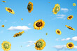 Sunflower fly with clouds. Blue sky in the background. Summer aesthetic flower concept.