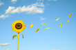 Sunflower and petals with blue sky and clouds in the background. Flower aestetic concept.