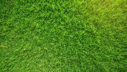 Wall Mural - Green grass texture background, Top view of grass garden ideal concept used for making green flooring, lawn for training football pitch, Grass Golf Courses green lawn pattern texture