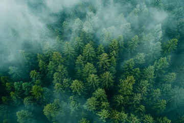 Aerial view of Nordic forest in fog. Green pine trees, top view. Nature landscape