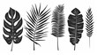 An illustration of a set of monochrome jungle exotic leaves, comprising Philodendron, Palm leaves, Areca palm leaves, Royal fern, and banana leaves isolated on a white background.