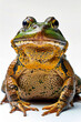 Close up of frog with yellow and green spots on its face and body.