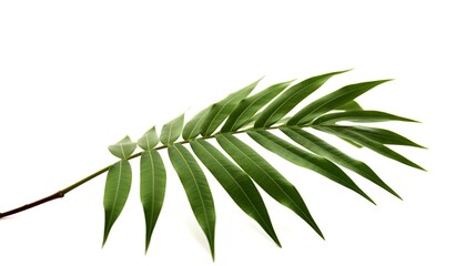 Wall Mural - Green leaves of palm tree isolated on white background with clipping path.