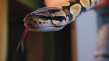 Man Holding Python Free Stock Photo - Public Domain Pictures