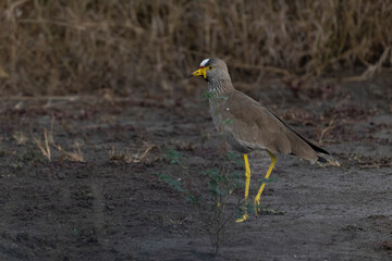 Wall Mural - African wattled lapwing (Vanellus senegallus)