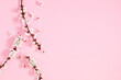 Branch apricot tree with white flowers on pink background with space for text. Spring background with beautiful white flowering branches. Flat lay top view copy space.