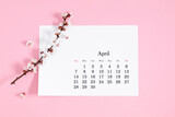 Fototapeta Kwiaty - Flat lay, top view of paper desk calendar for April 2024, blooming tree branches with white flowers on isolated pastel pink background.