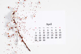 Fototapeta Kwiaty - Flat lay, top view of paper desk calendar for April 2024, blooming tree branches with white flowers on isolated white background.