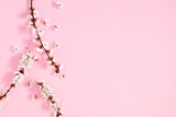 Fototapeta Kwiaty - Branch apricot tree with white flowers on pink background with space for text. Spring background with beautiful white flowering branches. Flat lay top view copy space.