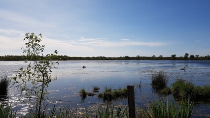 Canvas Print - Marais du Vigueirat (Camargue)