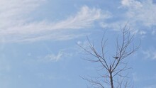 Magpie On Dry Branch With Blue Sky And Clouds
