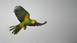 Flying festival Amazon Parrot on the white background .Generative AI