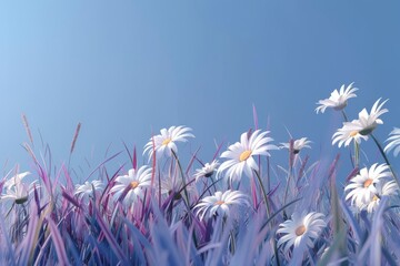 Field of Daisies and Purple Grass Under Blue Sky