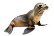 harbor seal aquatic animal on an isolated transparent background