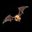 generated illustration of flying bat isolated on  black background