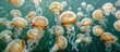 Several jellyfish swim gracefully in the ocean, their translucent bodies gently pulsating as they move through the water.