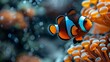   A tight shot of an orange-blue clownfish by an orange-white sea anemone on coral