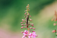 Macro Shot Of Pink Fireweed With Large Caterpillar Bug On Main Stem